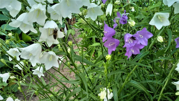 Dzwonki i pszczółki