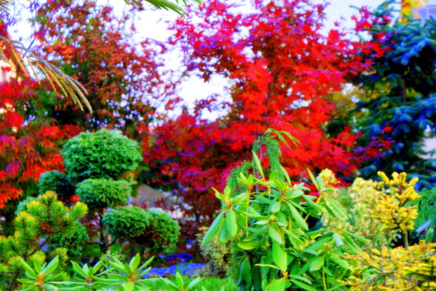 Kiony palmowe i formowany cyprysik