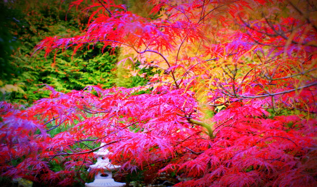 Klon palmowy jesienią