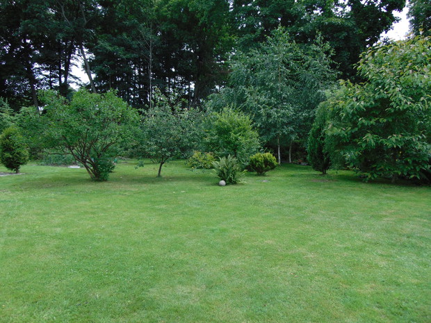 Kompozycje pod wielkimi klonami