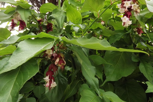 Leycesteria formosa