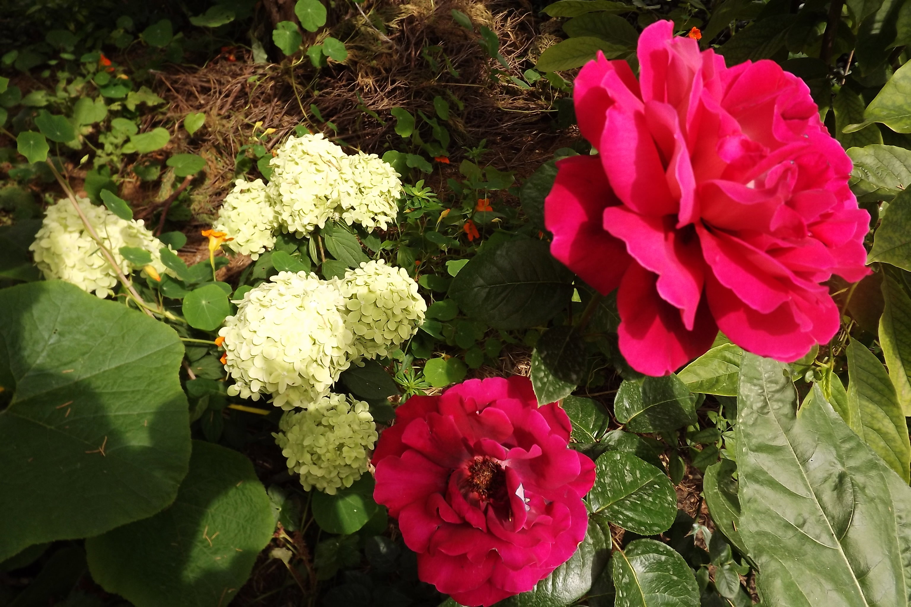 Róże i hortensja