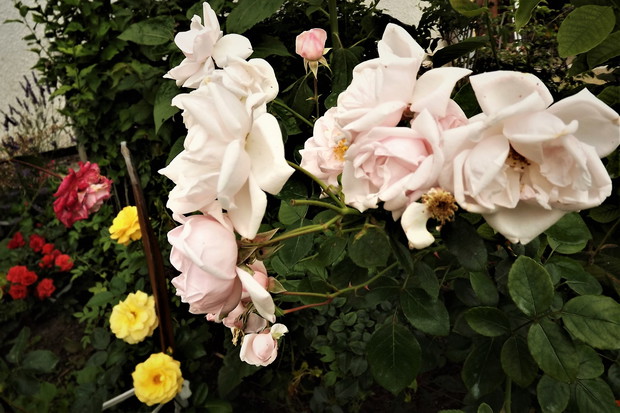 W różanym zakątku