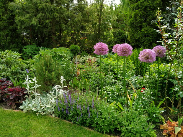 Czosnki, starzec, szałwie i sosna czarna