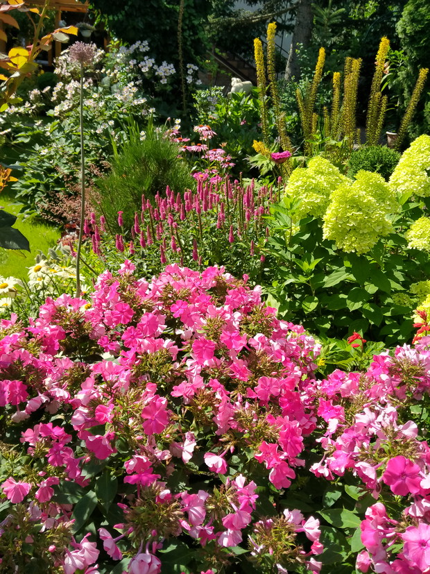 Floksy, przetacznik, hortensja i języczka Przewalskiego