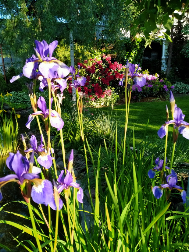 Irysy syberyjskie , w oddali różaneczniki