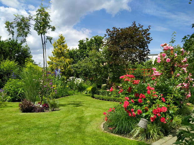 Jarzębina, trawy, ostróżki, róża Europeana