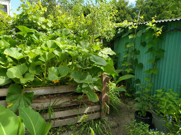 Kompostownik z dynią