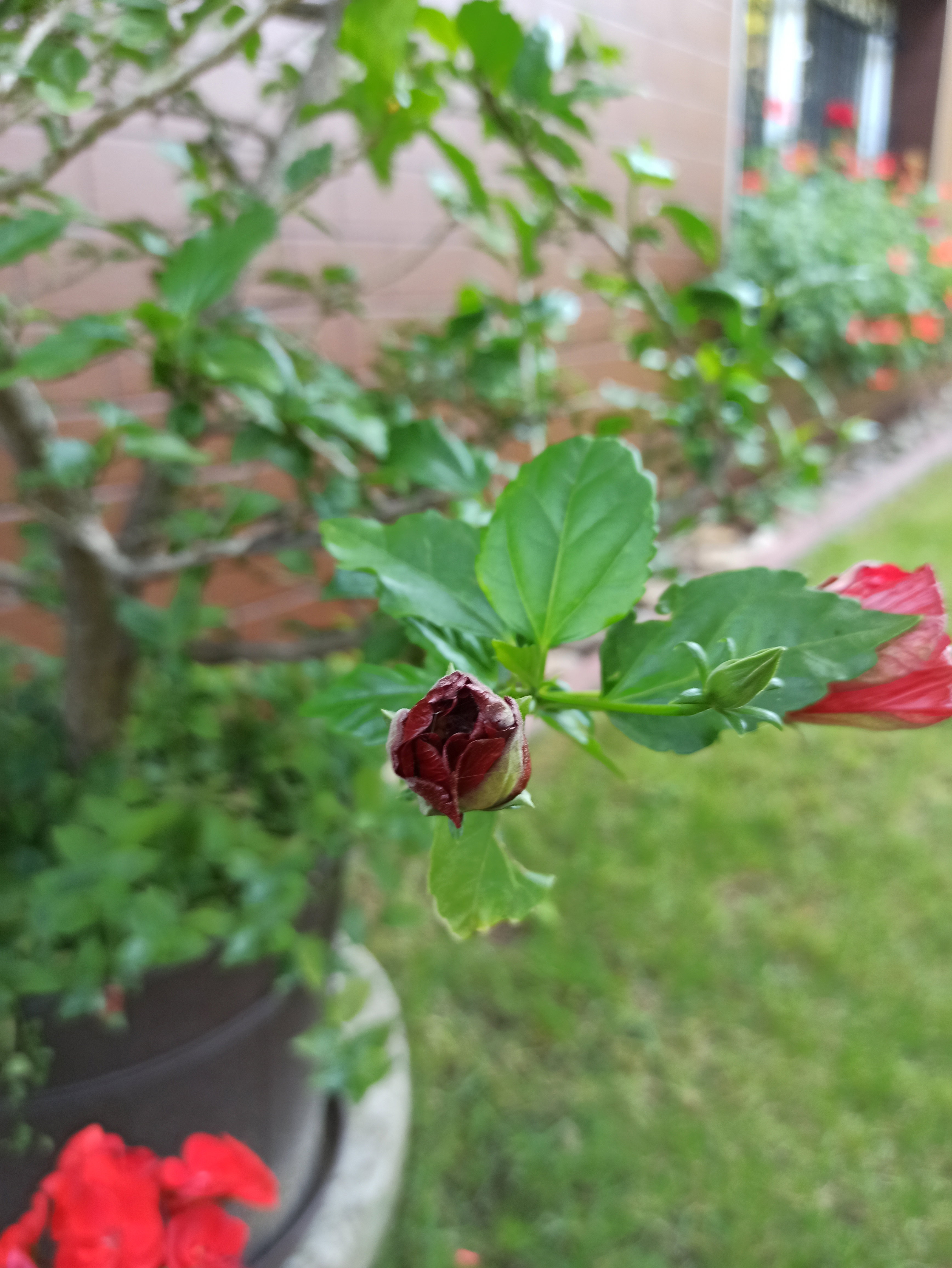 Kwiaty dające radość