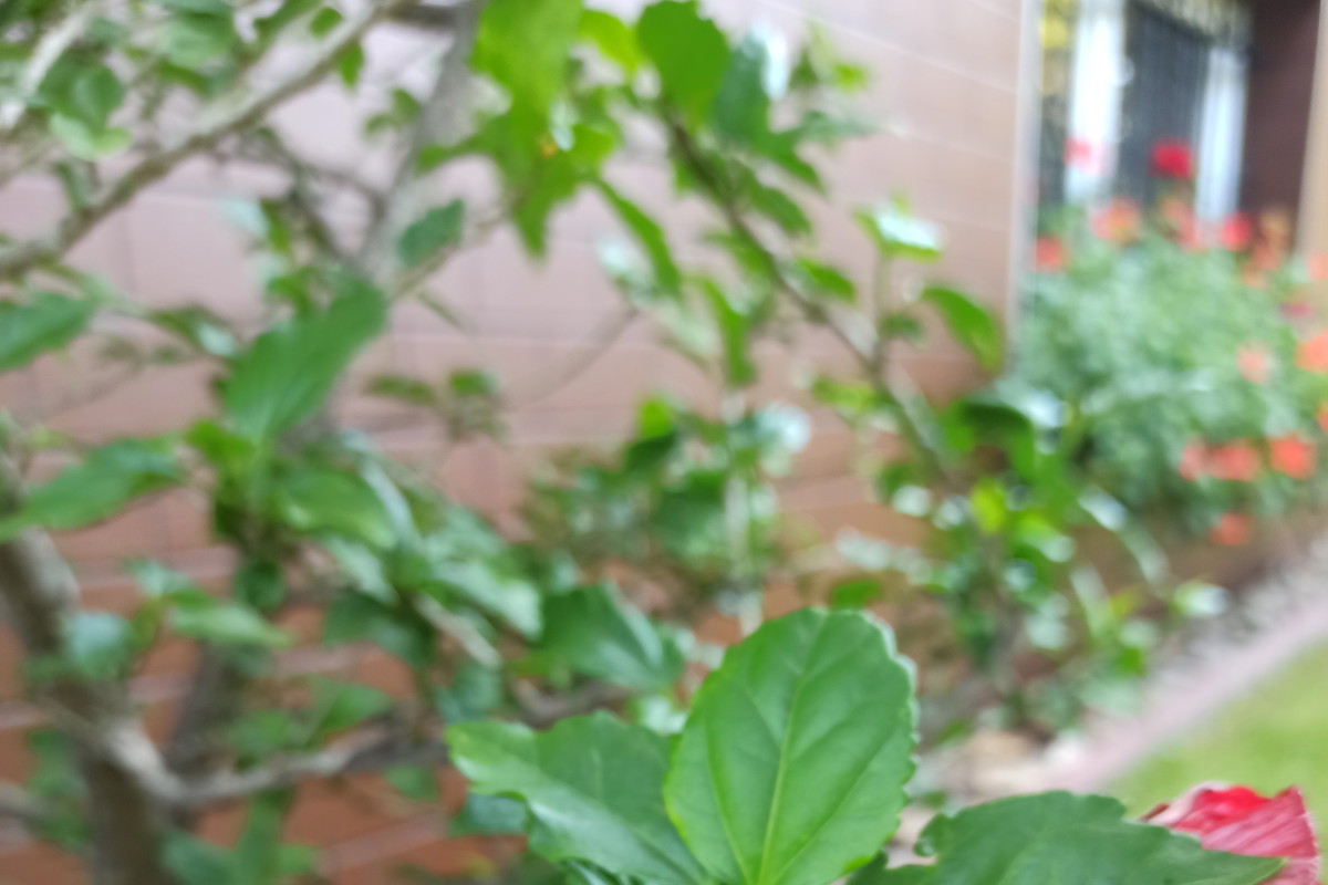 Kwiaty dające radość