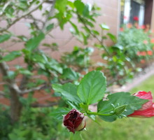 Kwiaty dające radość