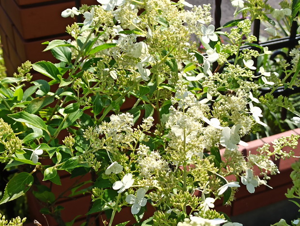 Kwiaty dające radość