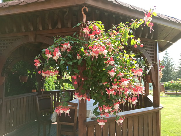 Kwiaty dające radość