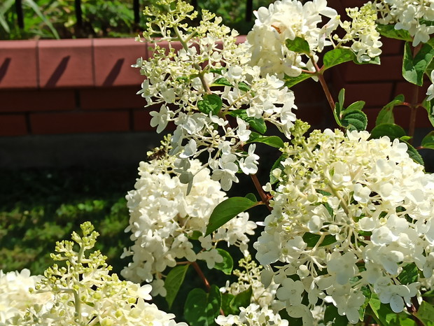 Kwiaty dające radość