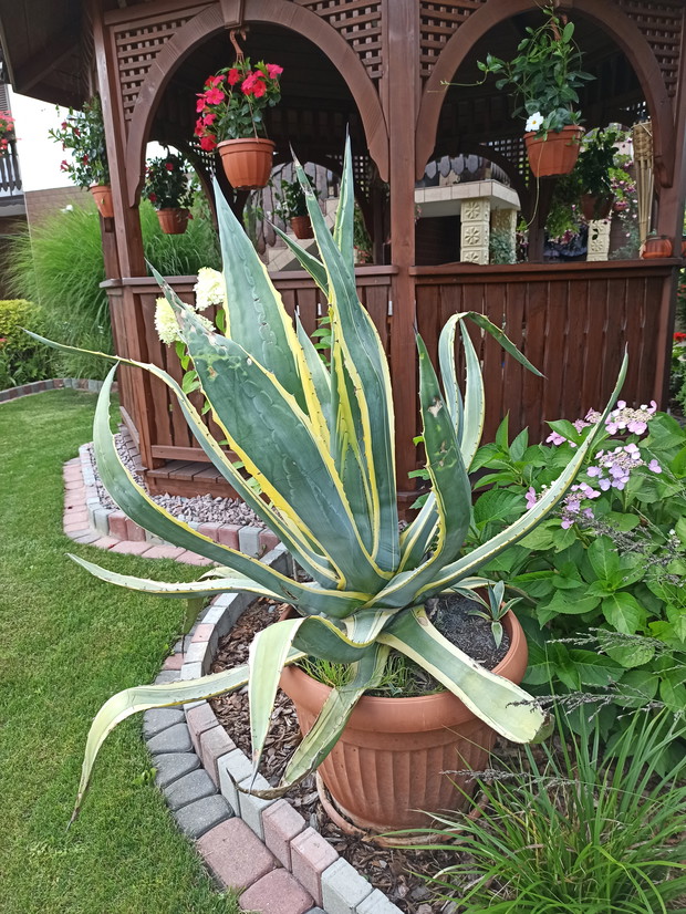 Kwiaty dające radość