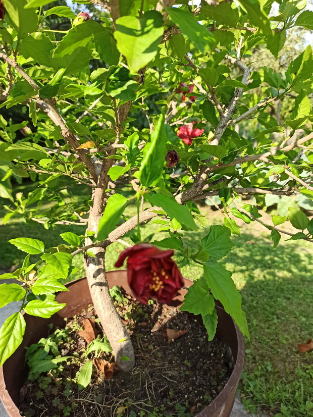 Kwiaty dające radość