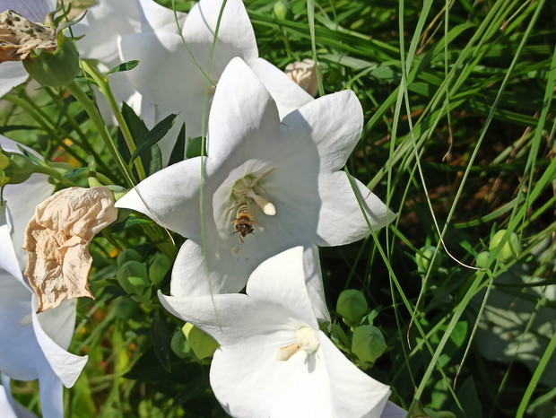 Kwiaty dające radość