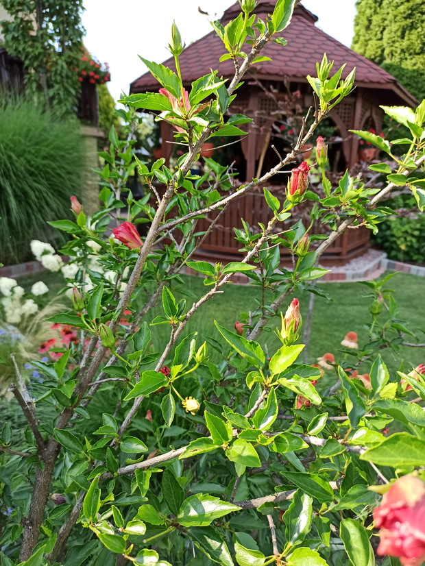 Kwiaty dające radość