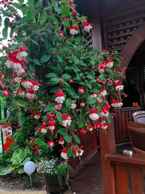 Kwiaty dające radość