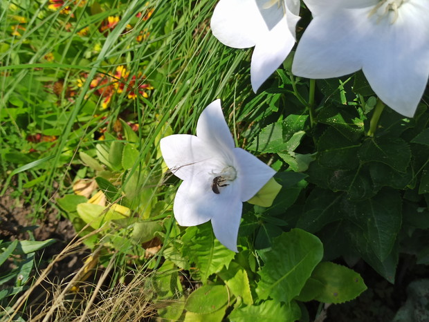 Kwiaty dające radość