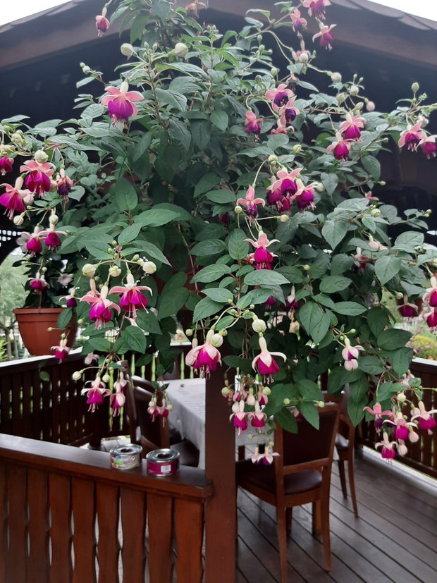 Kwiaty dające radość