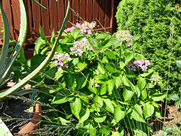 Kwiaty dające radość