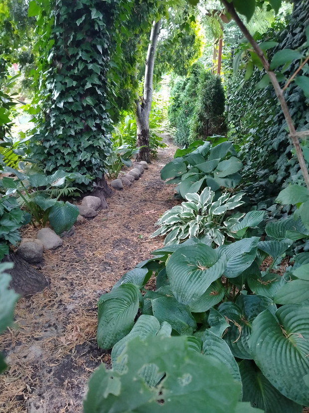 Leśny zakątek pod olbrzymimi tujami