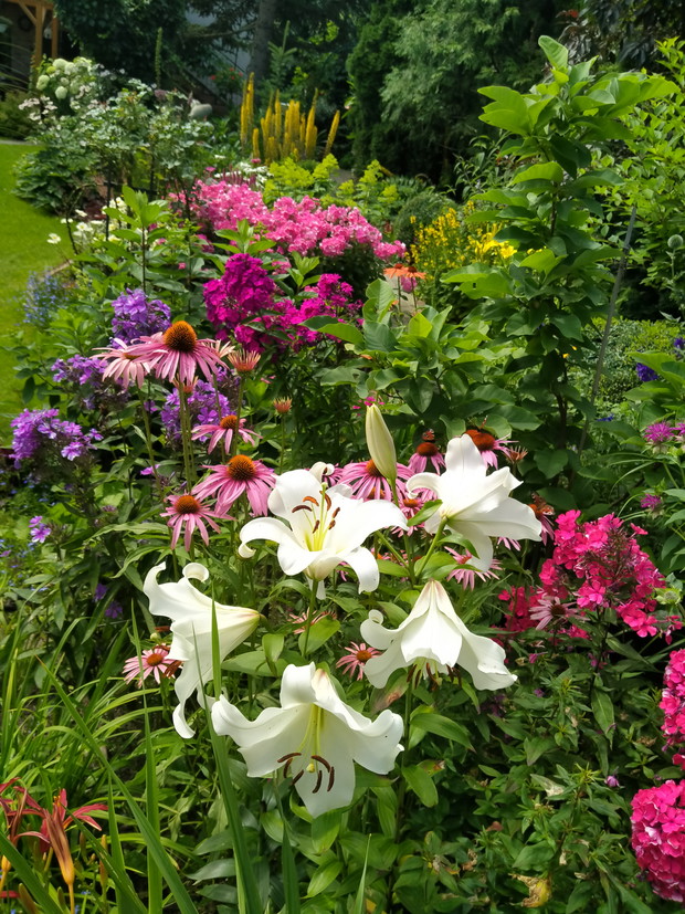 Lilie, jeżówki floksy