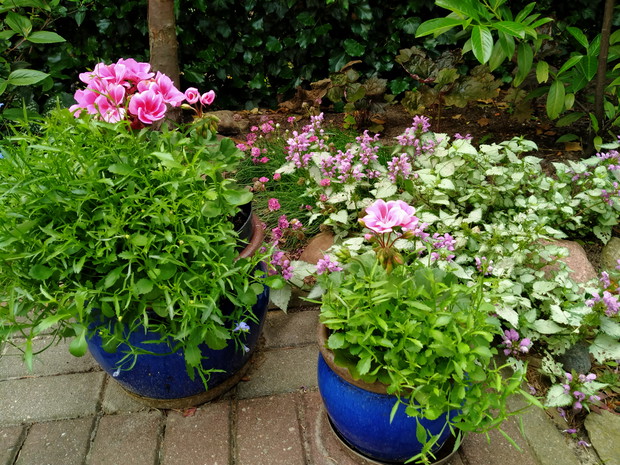 Lobelie, pelargonie i jasnota plamista