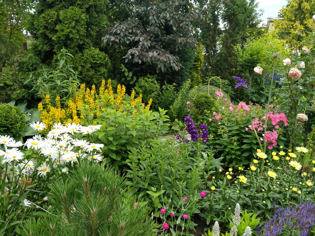 Margerytki, tojeść kropkowana, floksy, ostróżki