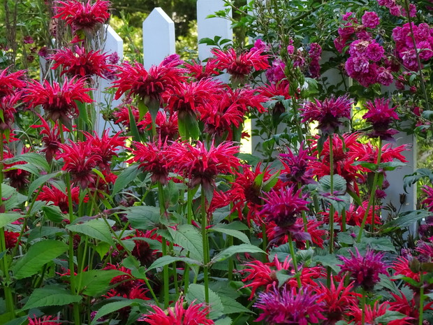 Monardy