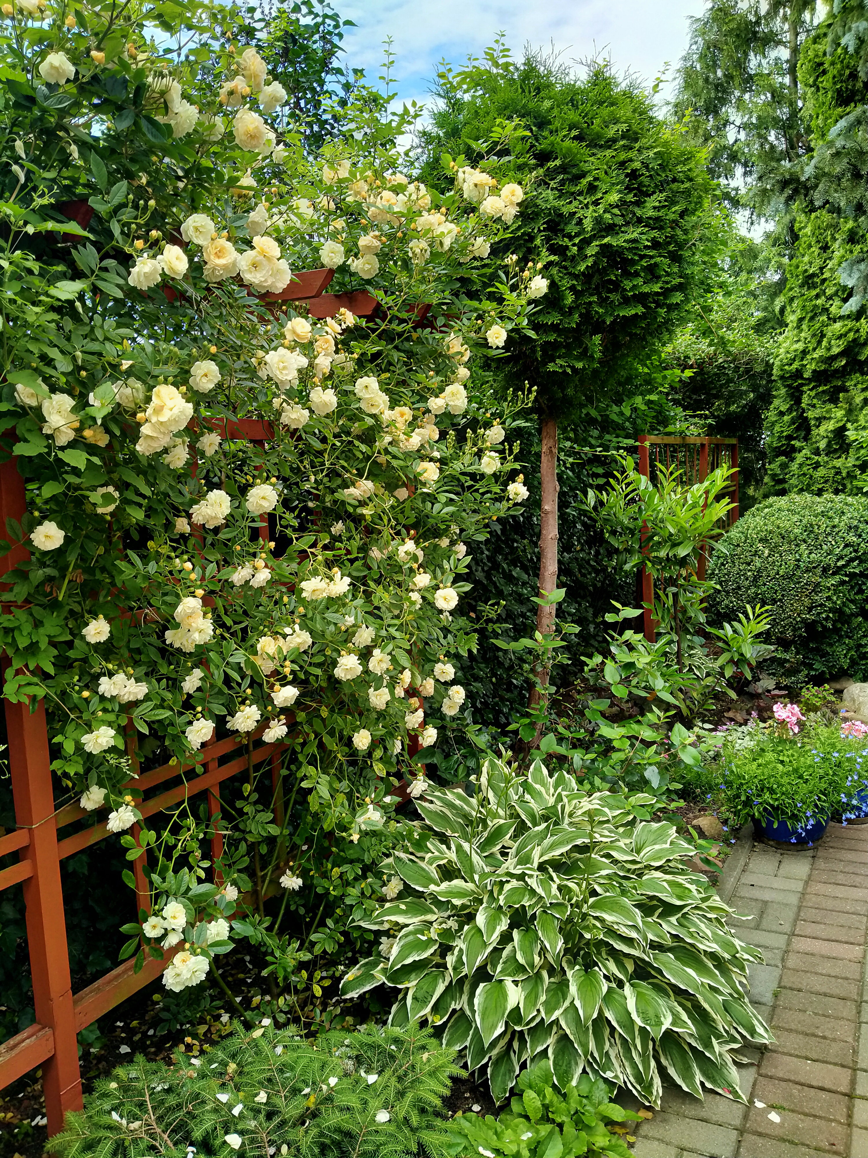 Róża Ghislaine de Feligonde