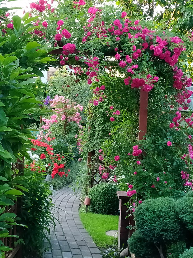 Róża , Rosaria, Super Dorothy i Europeana