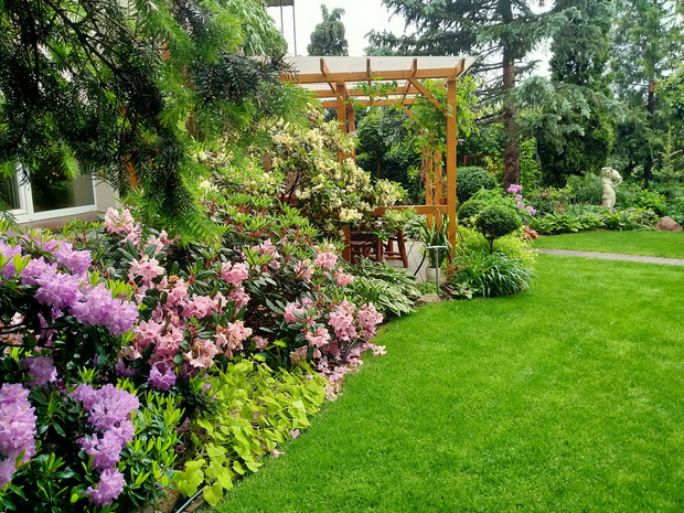 Różaneczniki kończą kwitnienie.