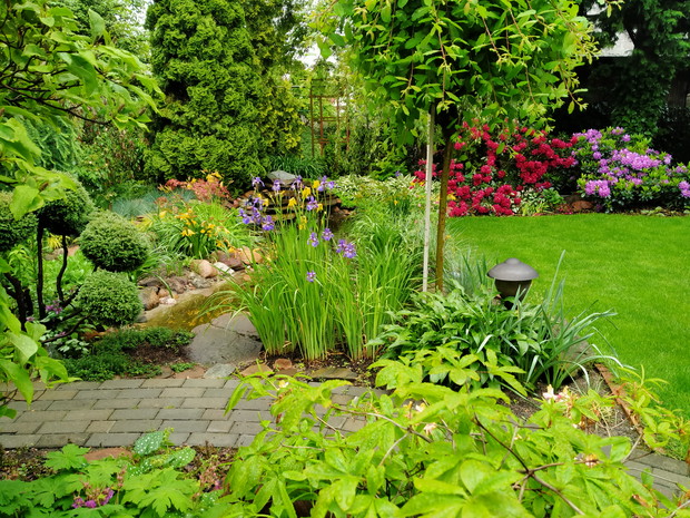 Widok na oczko wodne i irysy syberyjskie