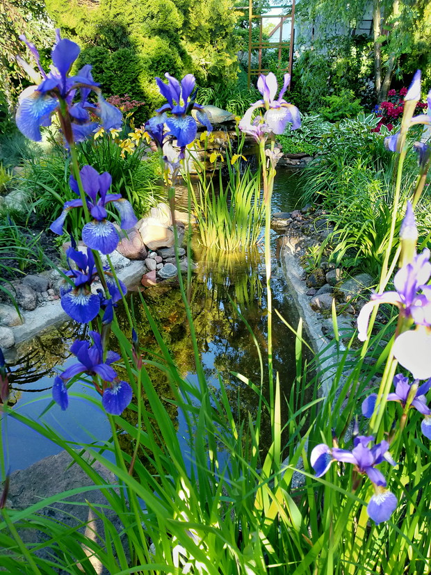 Widok na oczko wodne