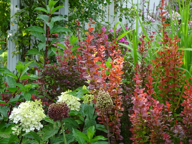 Zaczynają kwitnąć hortensje