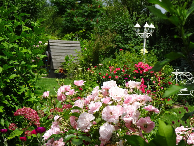 Znów róże...- Bonika