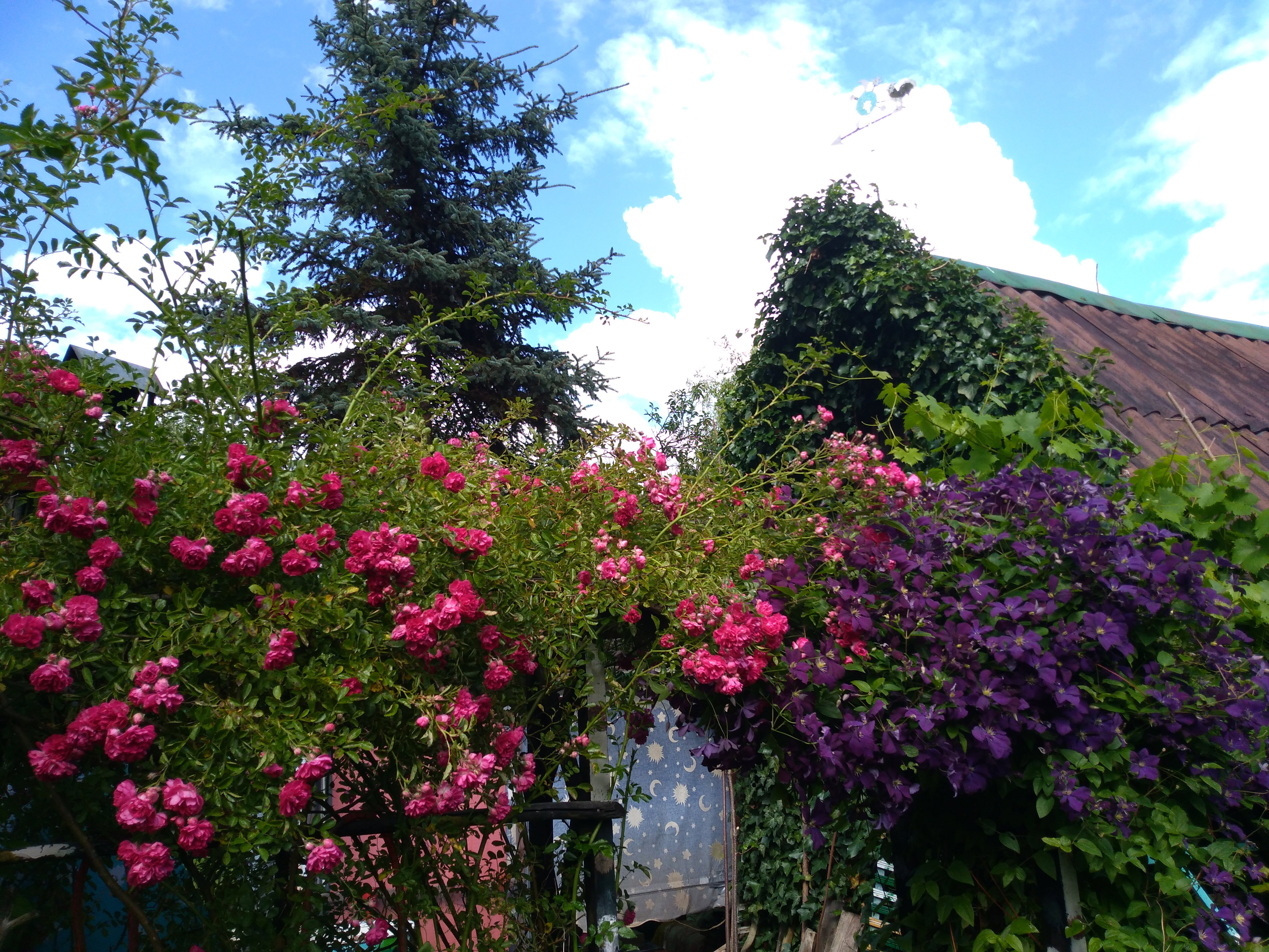 Altanka i pnące róże, clematisy i bluszcz porastający altankę