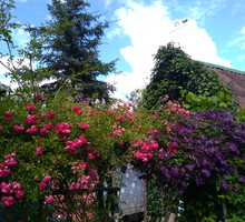 Altanka i pnące róże, clematisy i bluszcz porastający altankę