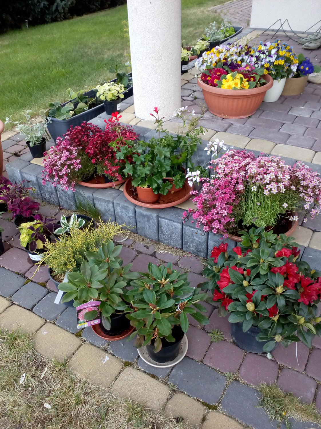 Byliny czekające na posadzenie