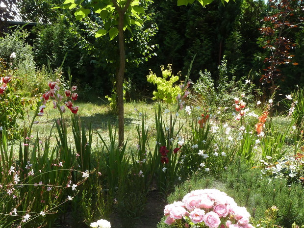 Gaura, róże i mieczyki