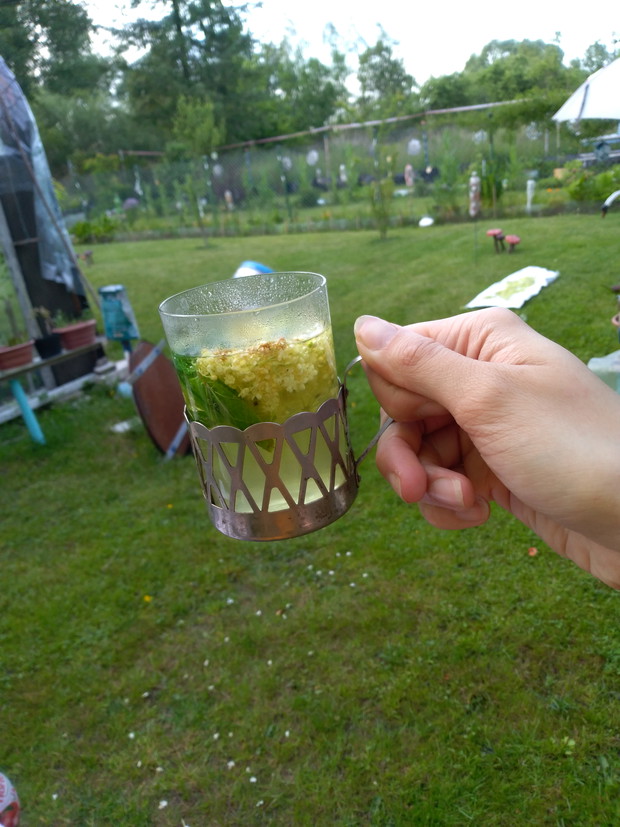 Herbatka z kwiatów czarnego bzu