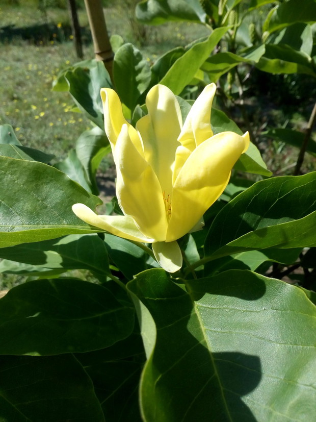 Jeszcze raz magnolia