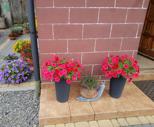 Kwiaty przy drzwiach