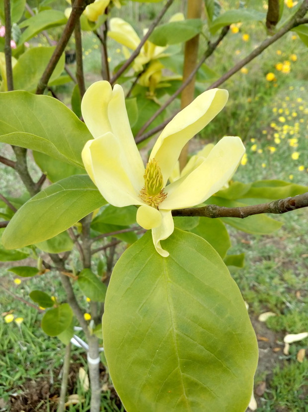 Magnolia