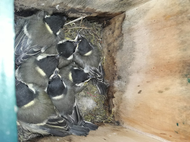 młode sikorki bogatki