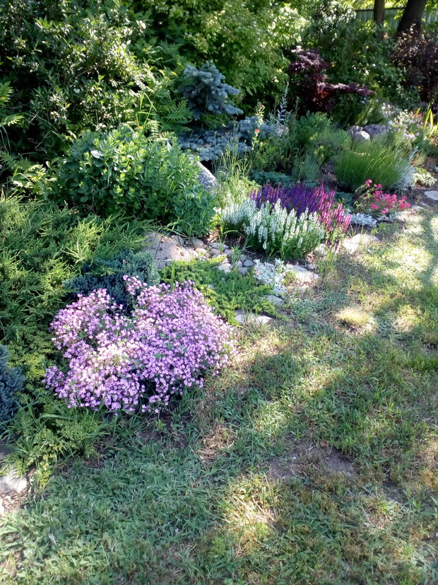 Moja pierwsza rabatka - skalniak