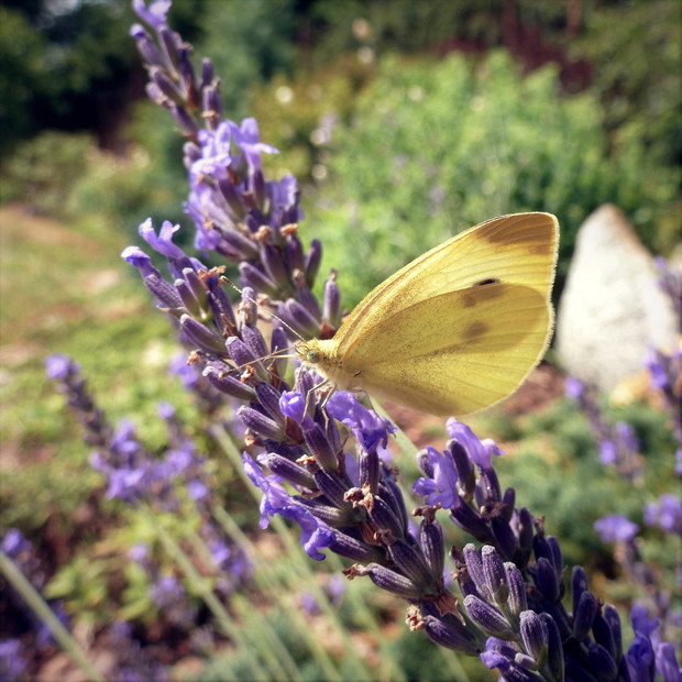 Motyl na kwiatach lawendy