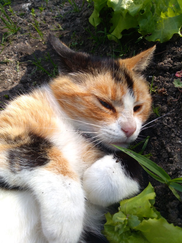 Nasza kotka Psotka jest z nami już od 7 lat.